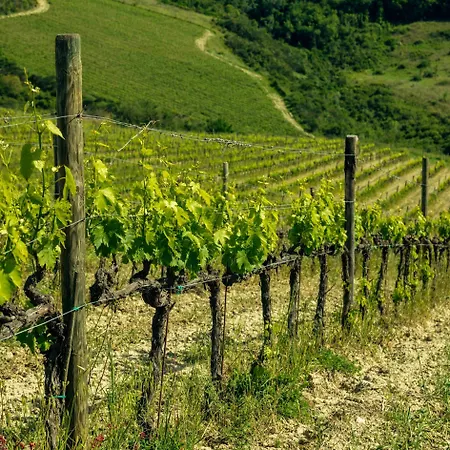 Poggio Il Castellare Farm stay